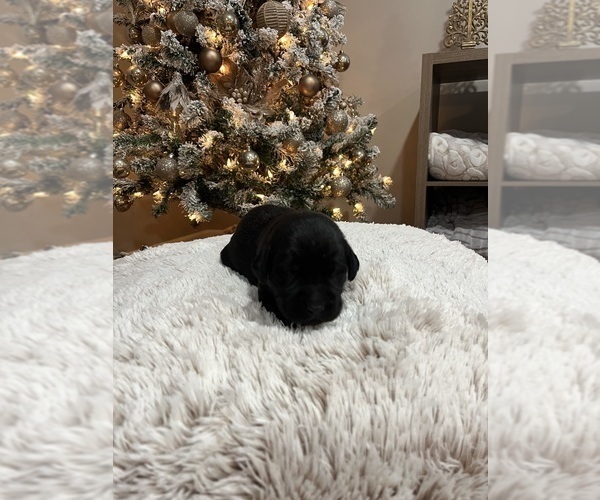 Medium Photo #2 Labrador Retriever Puppy For Sale in DAVEY, NE, USA