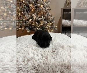 Medium Labrador Retriever