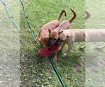 Litter of 3 - Female BoxitaLitter of Puppies for Sale - Small photo