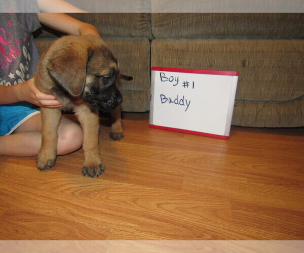 Medium Photo #5 Mastiff Puppy For Sale in FARMERVILLE, LA, USA