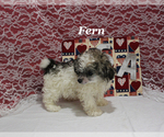 Small #21 Poodle (Toy)