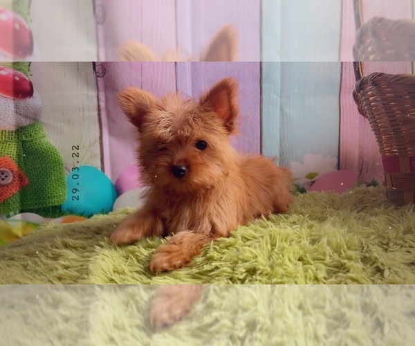 Medium Photo #2 Yorkshire Terrier Puppy For Sale in KINSTON, NC, USA