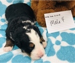 Small Photo #16 Bernese Mountain Dog Puppy For Sale in ATKINSON, NE, USA