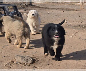 GIANT SCHNAUZER -Great Pyrenees Mix Dogs for adoption in Peralta, NM, USA