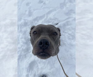 Plow - Male Mutt Dog for Adoption - Photo #2