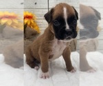 Small #1 Boxer