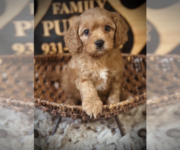 Medium Photo #3 Cavapoo Puppy For Sale in CROSSVILLE, TN, USA