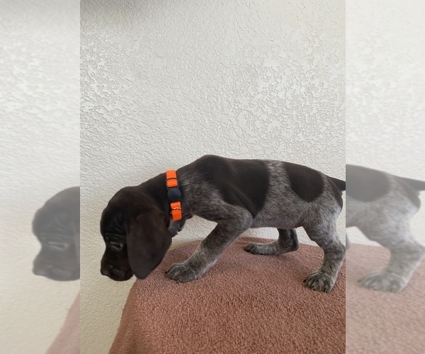 Medium Photo #2 German Shorthaired Pointer Puppy For Sale in CO SPGS, CO, USA