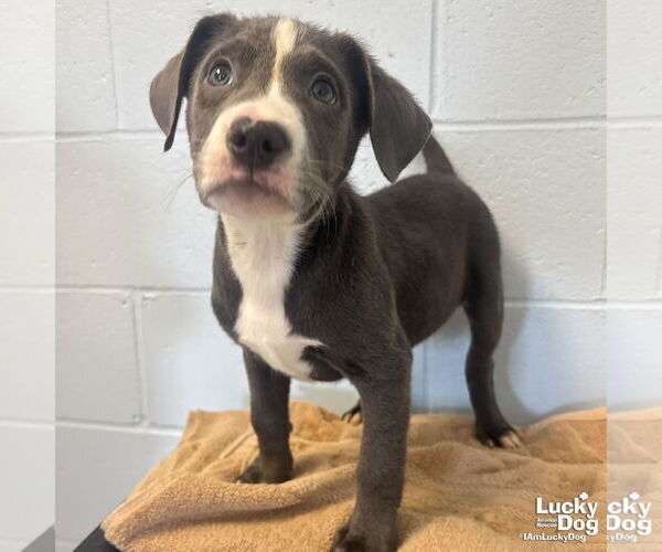 Medium Photo #2 Labrador Retriever-Unknown Mix Puppy For Sale in Washington, DC, USA