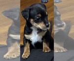 Small #1 German Hunting Terrier-Lowchen Mix