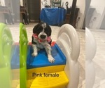 Small #5 Portuguese Water Dog