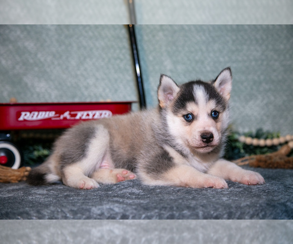 Medium Photo #2 Pomsky Puppy For Sale in ELIZABETHTOWN, PA, USA