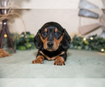Small Photo #18 Dachshund Puppy For Sale in NAPPANEE, IN, USA