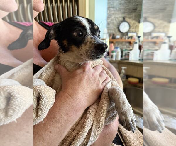 Medium Photo #3 Rat-Cha Puppy For Sale in Holly Springs, NC, USA