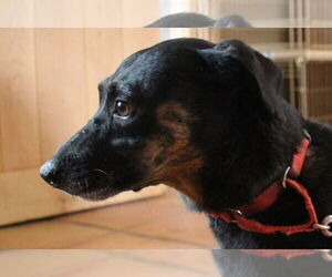 Star - Female Labrador Retriever-Unknown Mix Dog for Adoption - Photo #3