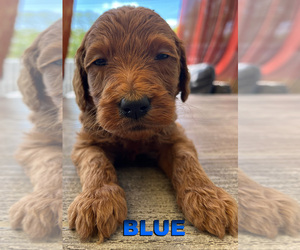 Goldendoodle Litter for sale in OAK LAWN, IL, USA