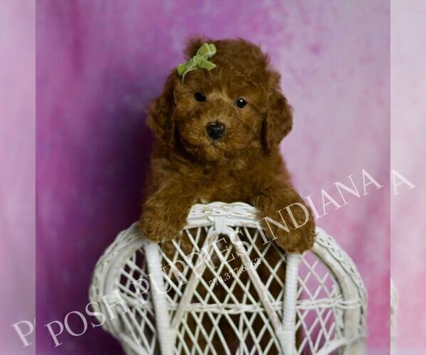Medium Photo #65 Goldendoodle (Miniature) Puppy For Sale in WARSAW, IN, USA