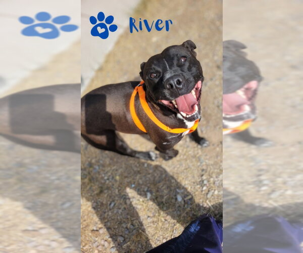 Medium Photo #10 Mutt Puppy For Sale in Monte Vista, CO, USA