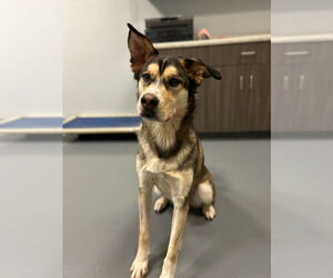 Siberian Husky-Unknown Mix Dogs for adoption in South Bend, IN, USA