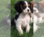 Small Photo #6 Cavalier King Charles Spaniel Puppy For Sale in FREDERICKSBURG, OH, USA