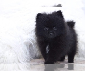 Pomeranian Puppy for sale in MARIETTA, GA, USA