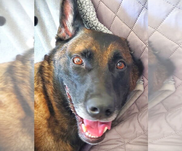 Medium Photo #5 Mutt Puppy For Sale in Imlay City, MI, USA