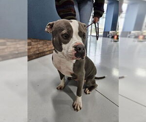 Mutt Dogs for adoption in Temple, TX, USA