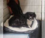 Small #3 Border Terrier Mix
