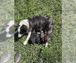 Mother of the Border Collie puppies born on 08/21/2021
