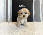 Puppy Sunny Maltipoo