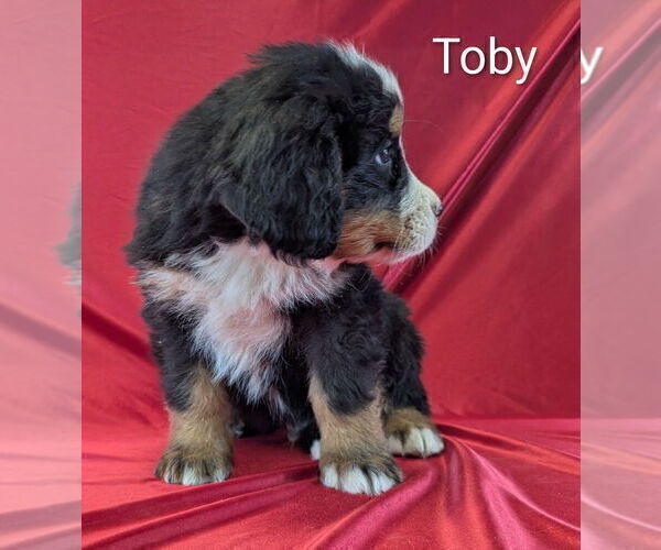 Medium Photo #6 Bernese Mountain Dog Puppy For Sale in CANON CITY, CO, USA