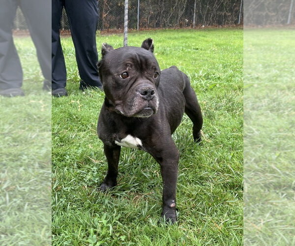 Medium Photo #2 American Bulldog-Unknown Mix Puppy For Sale in Glen Allen, VA, USA