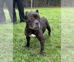 Small #1 American Bulldog Mix