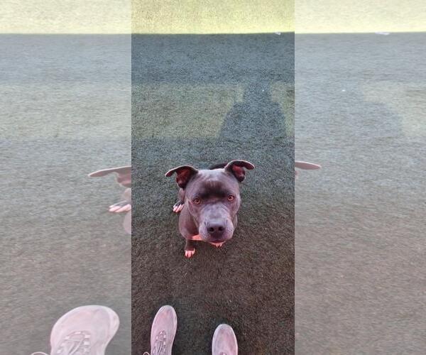 Medium Photo #7 American Pit Bull Terrier-Unknown Mix Puppy For Sale in Rockwall, TX, USA