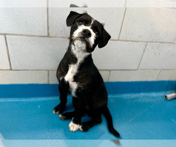 Medium Photo #1 Mutt Puppy For Sale in Woodbury, NY, USA