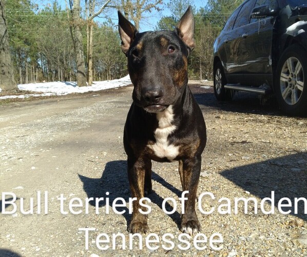 Medium Photo #1 Bull Terrier Puppy For Sale in CAMDEN, TN, USA