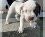 Puppy 1 English Bulldog-Great Pyrenees Mix