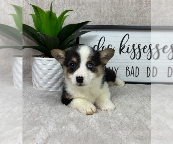 Medium Photo #5 Pembroke Welsh Corgi Puppy For Sale in FRANKLIN, IN, USA