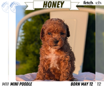 Puppy Honey Poodle (Miniature)