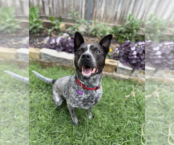 Medium Photo #15 Mutt Puppy For Sale in Euless, TX, USA