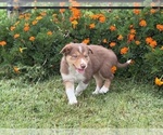 Small #6 Border Collie-Bordoodle Mix