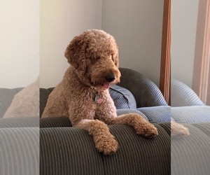 Father of the Goldendoodle puppies born on 06/20/2019