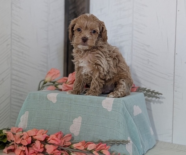 Medium Photo #5 Cockapoo (Toy) Puppy For Sale in GOSHEN, IN, USA