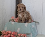 Small #4 Cockapoo (Toy)