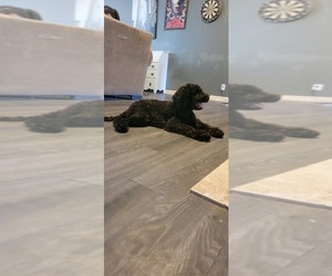 Labradoodle Puppy for sale in GALT, CA, USA