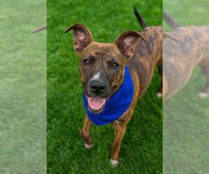 Mountain Cur-Rhodesian Ridgeback Mix Dogs for adoption in Oakhurst, NJ, USA