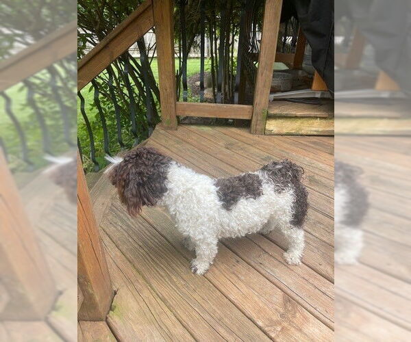 Medium Photo #3 Havanese Puppy For Sale in Fort Wayne, IN, USA