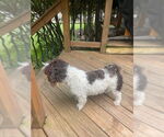 Small #2 Havanese
