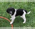 Small Photo #7 STABYHOUN Puppy For Sale in CASSADAGA, NY, USA