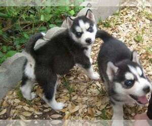 Siberian Husky Puppy for sale in BAKERSFIELD, CA, USA
